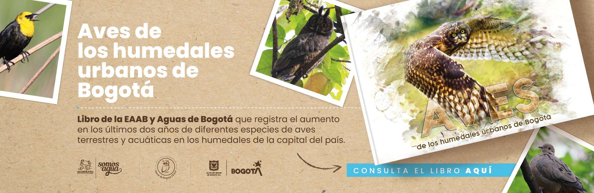 Aves de los humedales urbanos de Bogotá