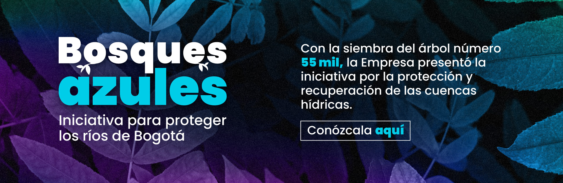 Bosques Azules: iniciativa para proteger los ríos de Bogotá