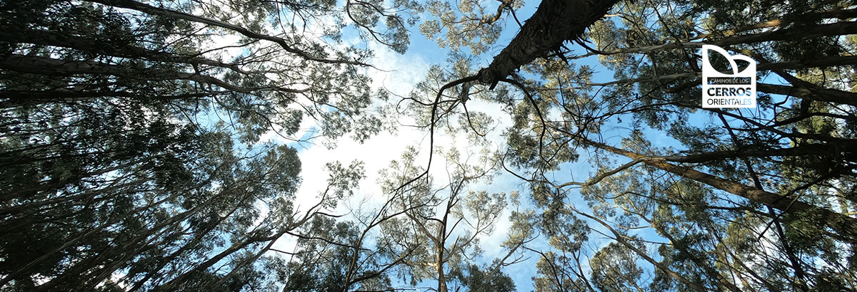 Banner de Guadalupe - Aguanoso